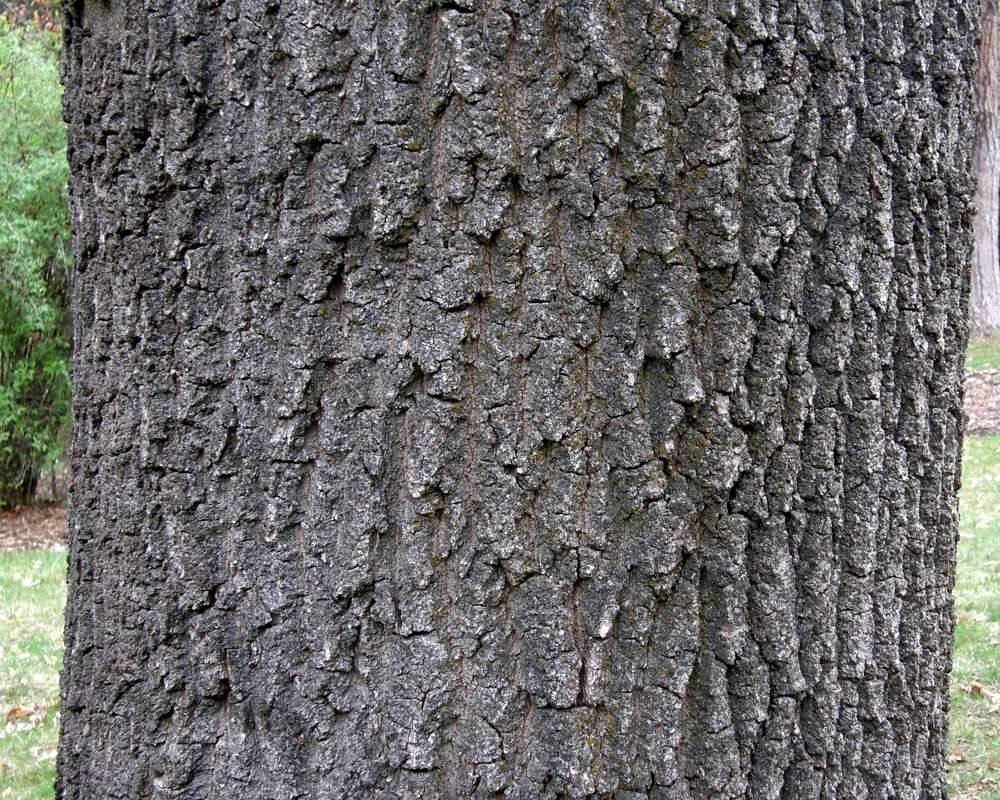 Bark<br>(Location of Picture: Finch, Spokane, Wa., Spring 2016)