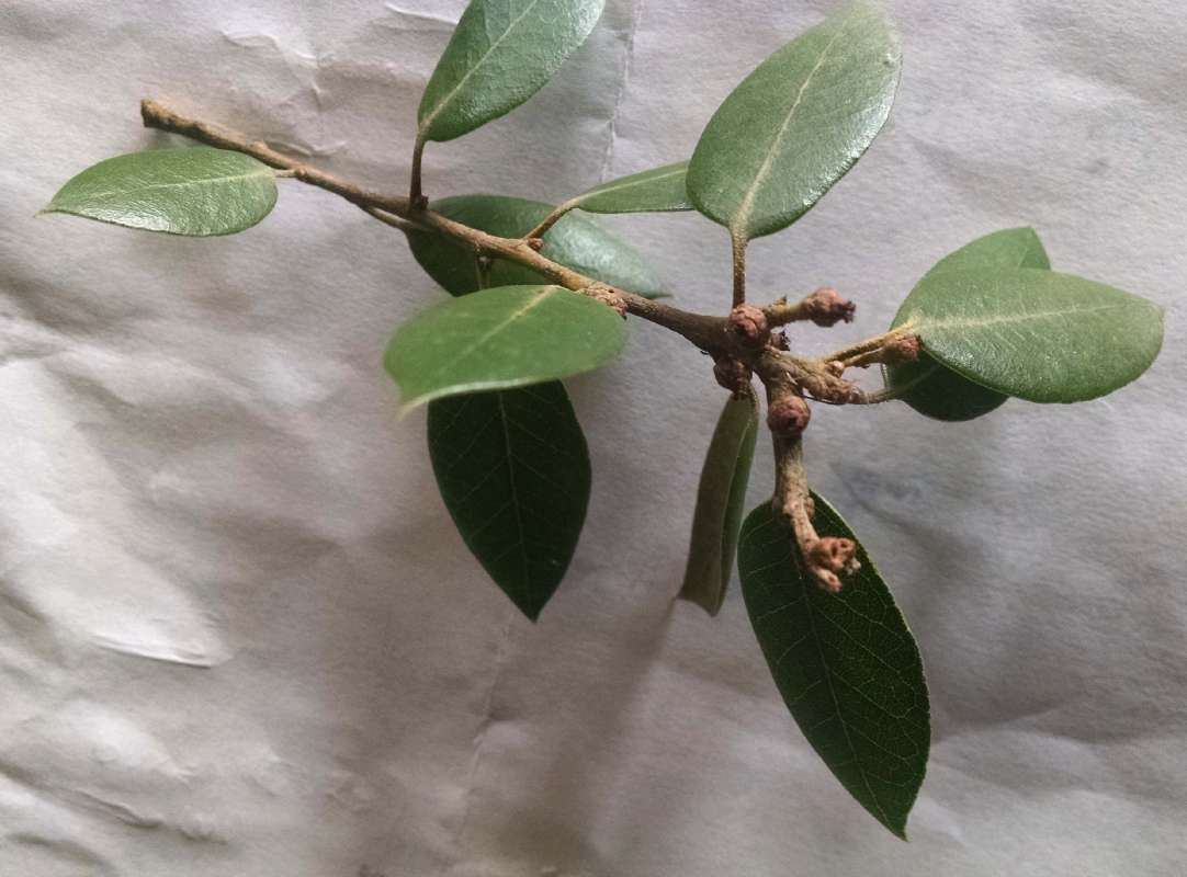 Twig<br>(Location of Picture: Finch, Spokane,Wa., Spring 2016)