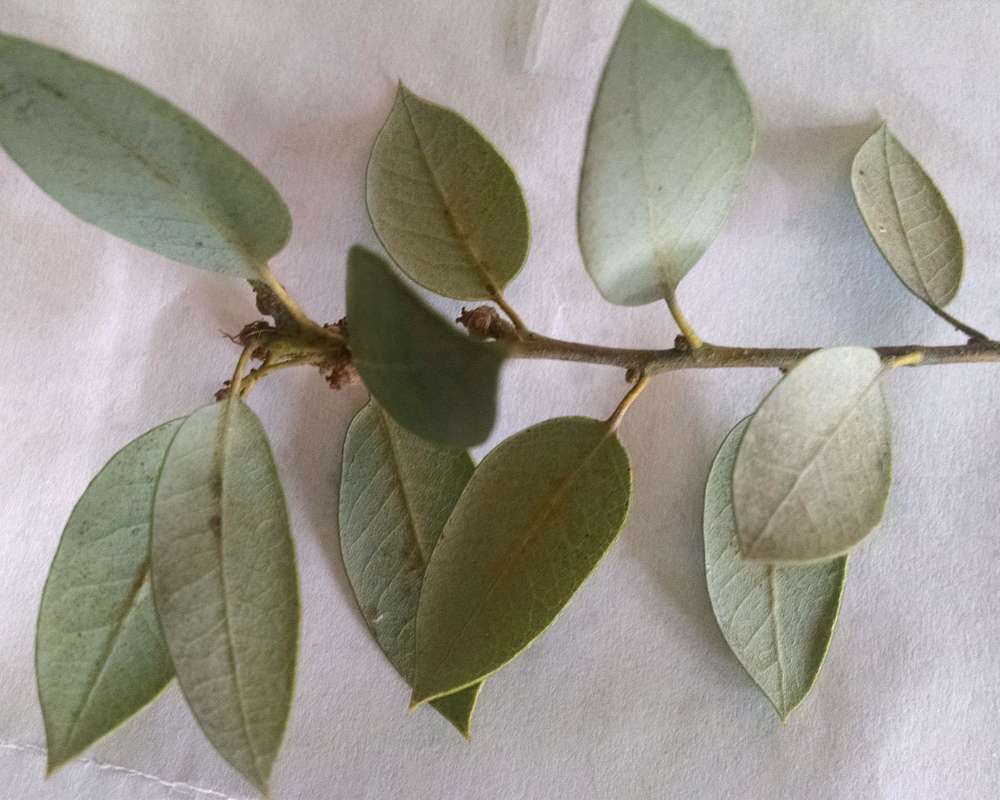 Leaves - Ventral Side<br>(Location of Picture: Finch, Spokane,Wa., Spring 2016)
