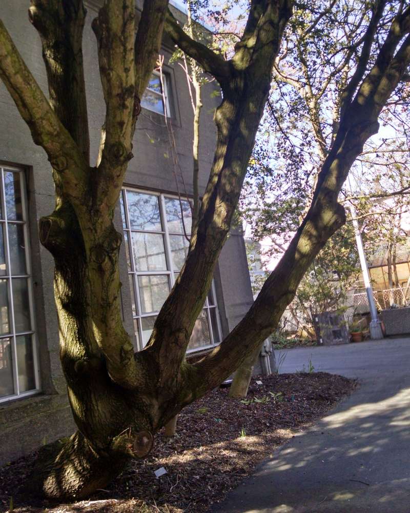 Trunk<br>(Location of Picture: Finch, Spokane,Wa., Spring 2016)