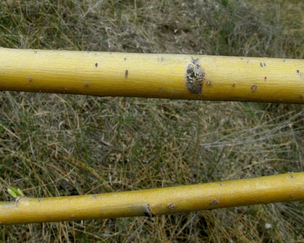 Twigs<br>(Location of Picture: Crumbacker, Wa., USA, Sprigt 2016)