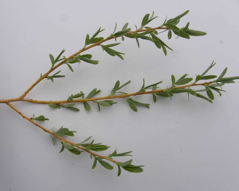Leaves<br>(Location of Picture: Crumbacker, Wa., USA, Sprigt 2016)