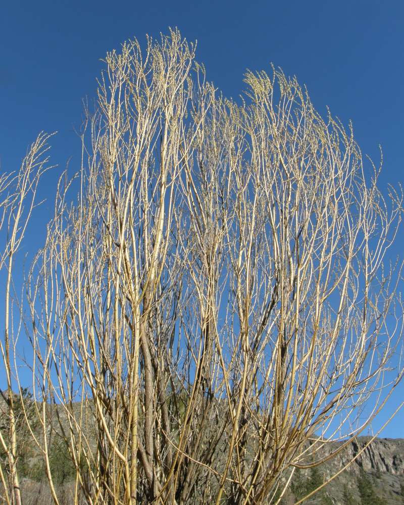 Top of Tree<br>(Location of Picture: Crumbacker, Wa., USA, Sprigt 2016)