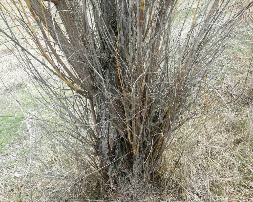 Trunk Base<br>(Location of Picture: Crumbacker, Wa., USA, Sprigt 2016)