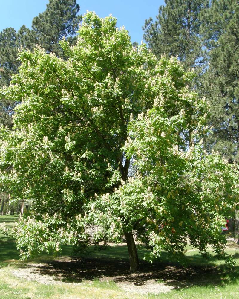 Silhouette<br>(Location of Picture: Finch, Late Spring, 2016)