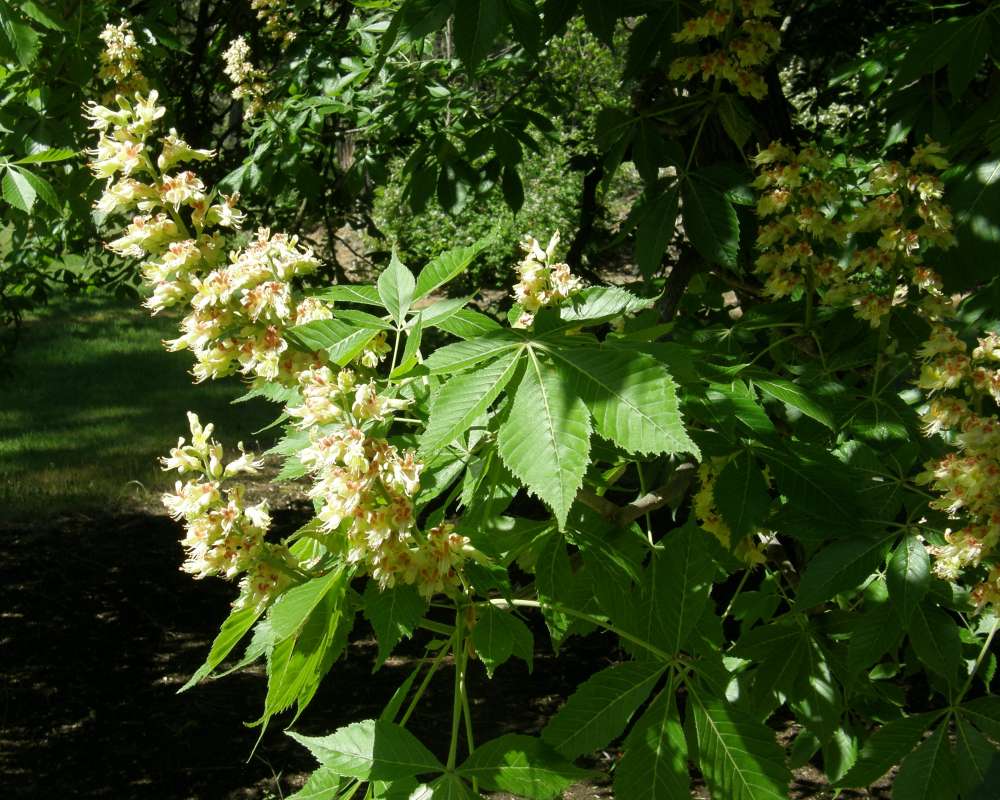 Top of Plant in Bloom<br>(Location of Picture: Finch, Late Spring, 2016)