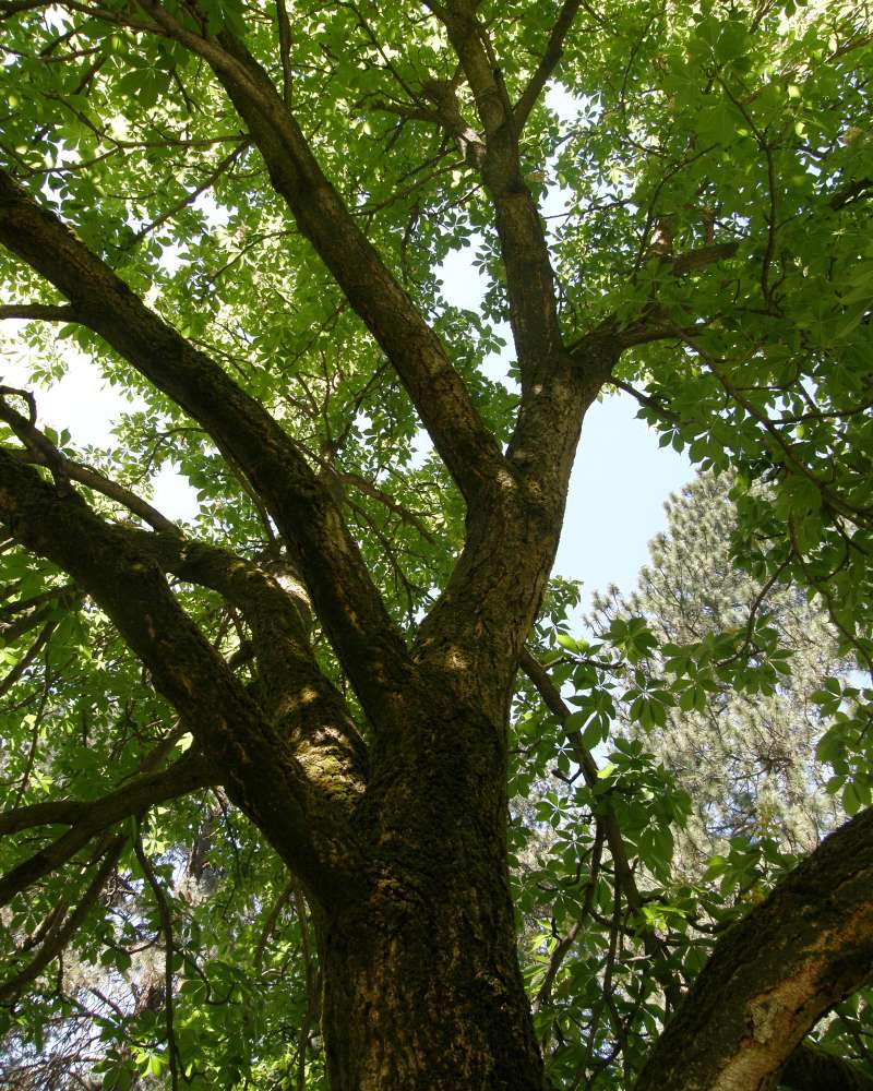 Trunk/bark<br>(Location of Picture: Finch, Late Spring, 2016)