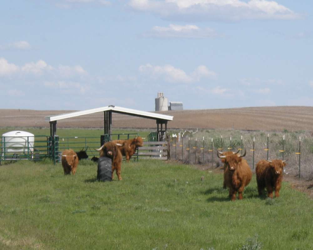 Six Examples<br>(Location of Picture: Creston, Washington, Spring 2016)
