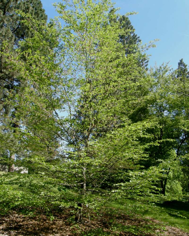Silhouette<br>(Location of Picture: Finch, Spokane, Wa., USA, 2016)