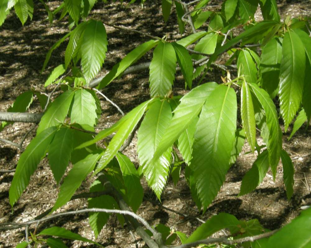 Twig<br>(Location of Picture: Finch, Spokane, Wa., USA, 2016)