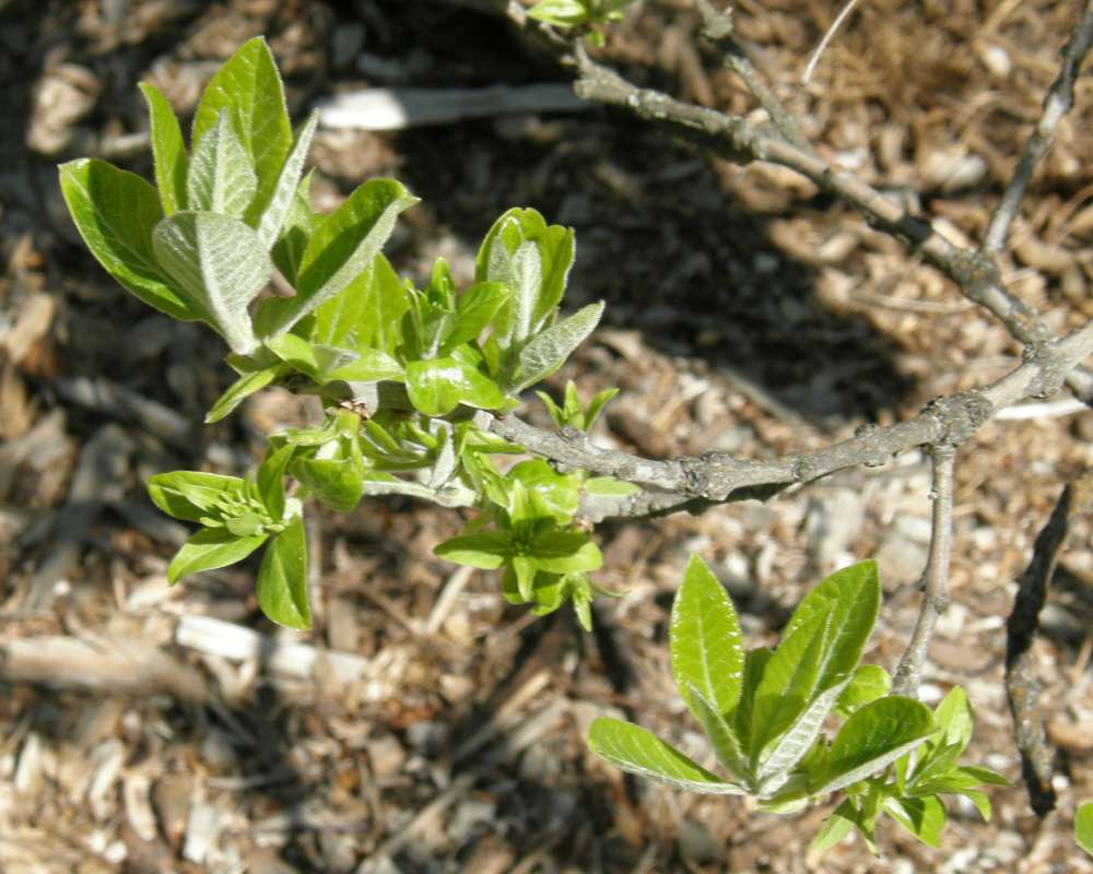 Twig<br>(Location of Picture: Finch, Spokane, Wa., USA, 2016)