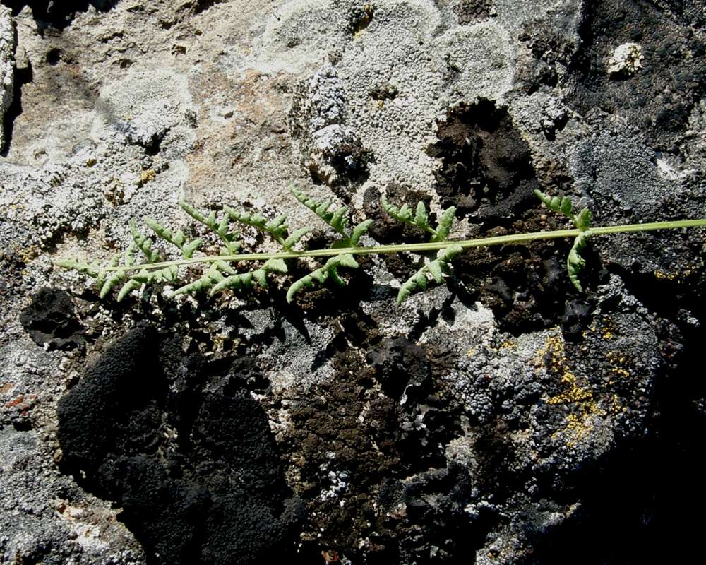 Frond<br>(Location of Picture: Creston, Washington, USA, 2016)