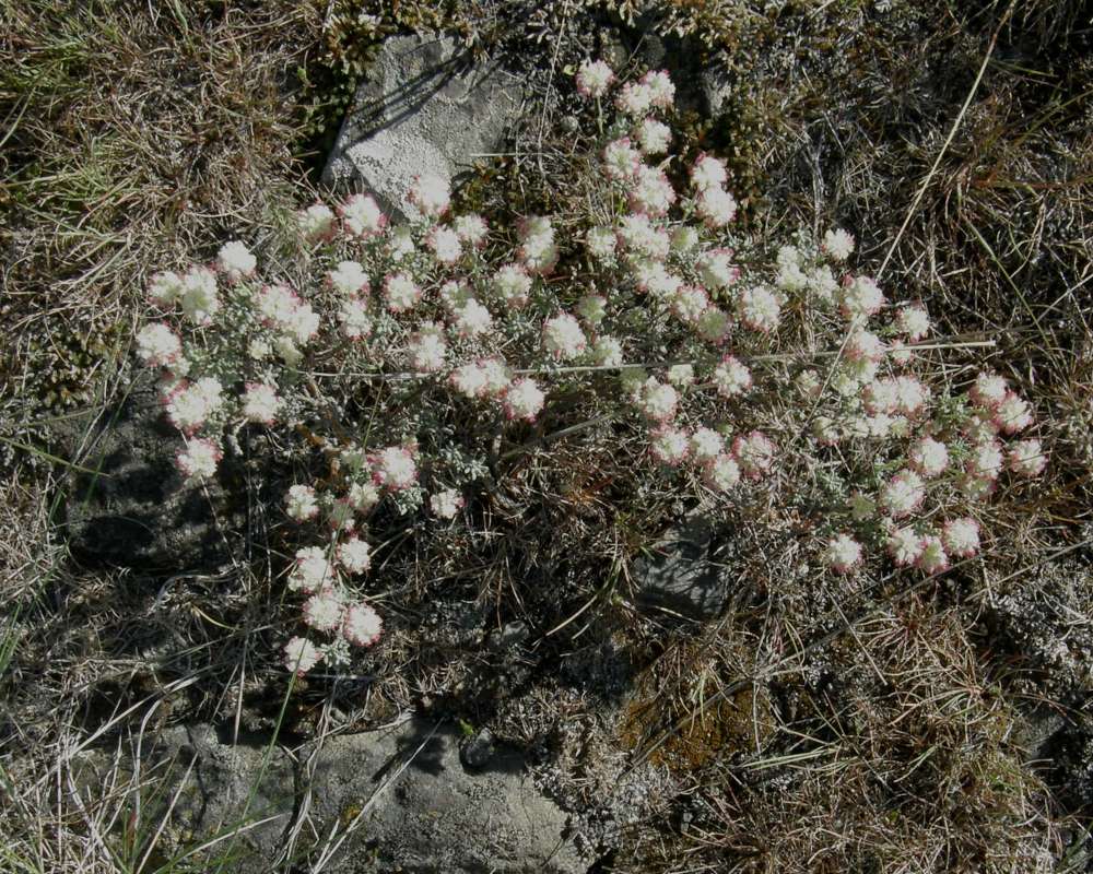 Silhouette<br>(Location of Picture: Okaknogan, Wa., USA, 2016)