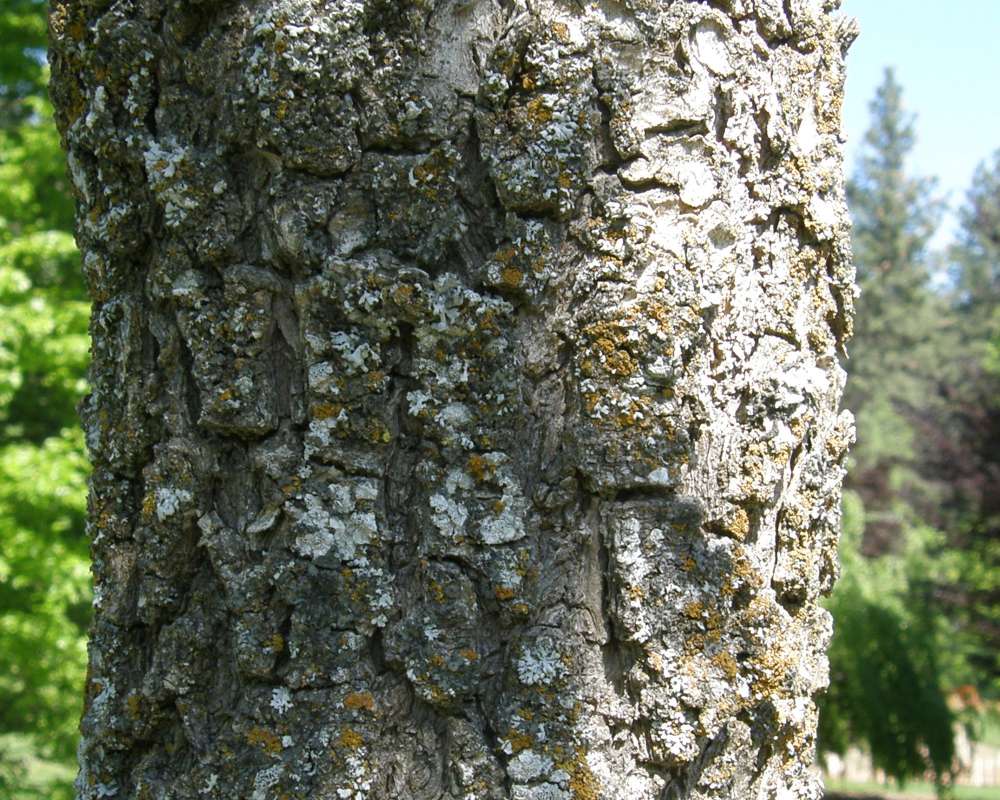 Bark<br>(Location of Picture: Finch, Spokane, Wa, 2016)