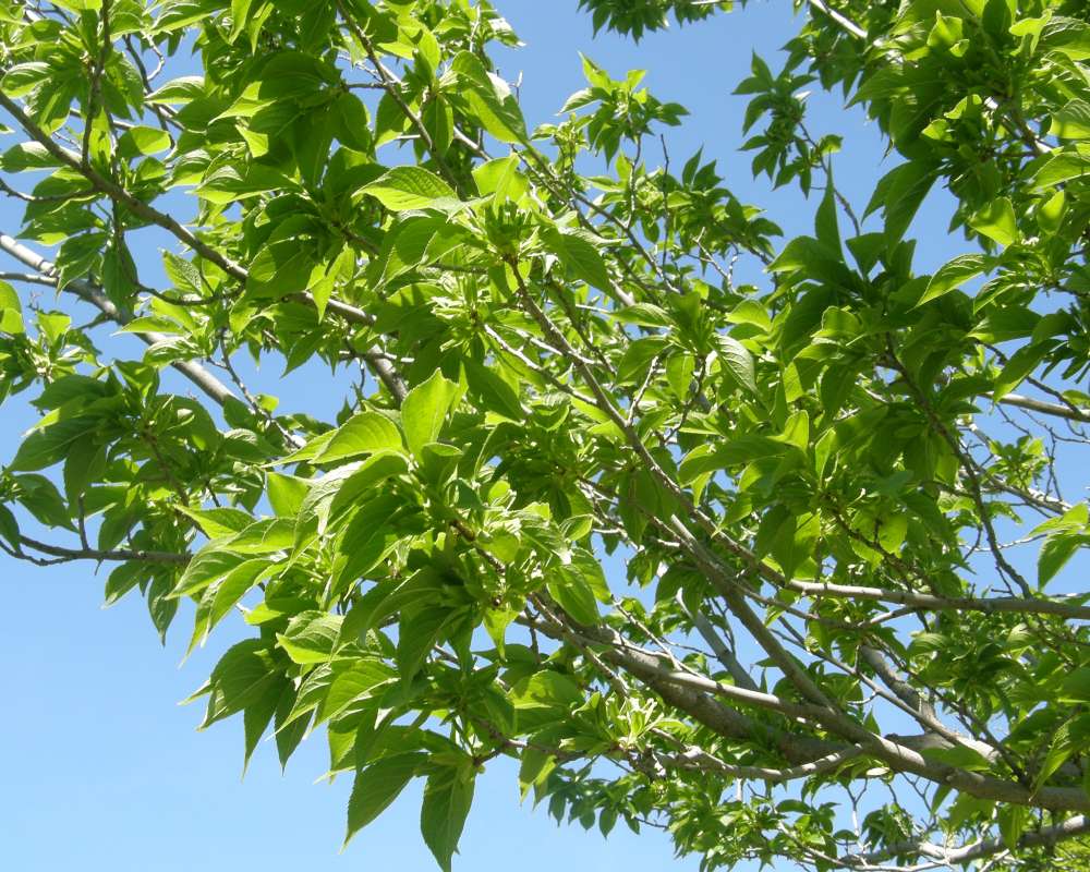 Twigs<br>(Location of Picture: Finch, Spokane, Wa, 2016)