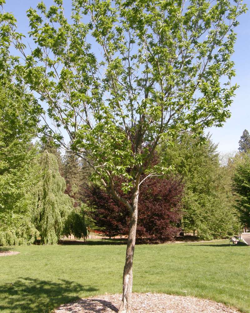 Silhouette<br>(Location of Picture: Finch, Spokane, Wa, 2016)