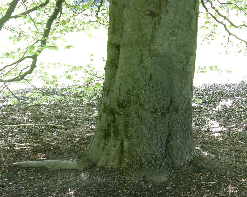 Trunk/Bark<br>(Location of Picture: Finch, Seattle, Wa., USA, 2016)