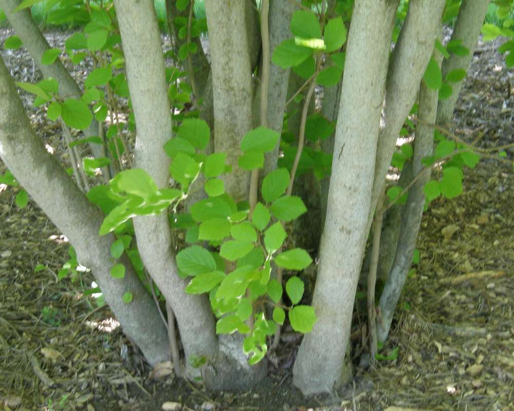 Trunks<br>(Location of Picture: Finch, Spoikanae, Wa., USA, 2016)