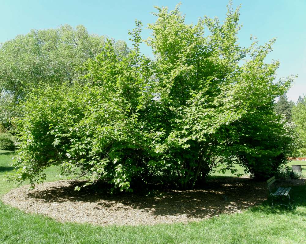 Silhouette<br>(Location of Picture: Finch, Spoikanae, Wa., USA, 2016)