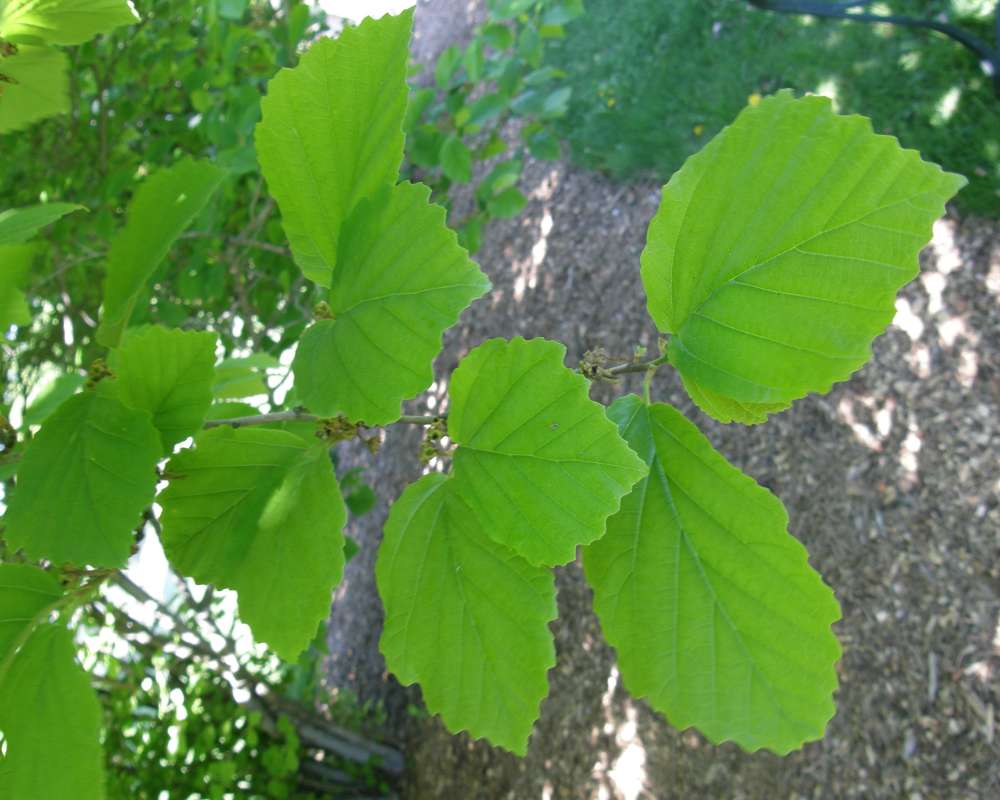 Leaves<br>(Location of Picture: Finch, Spoikanae, Wa., USA, 2016)