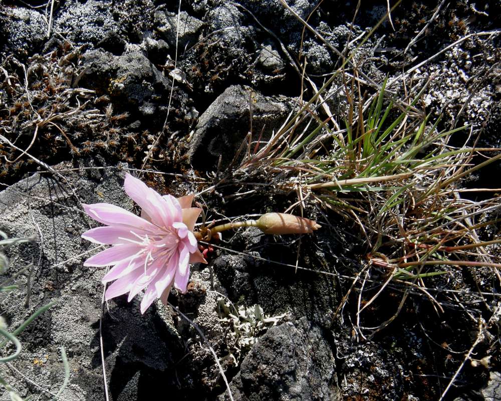 Top of Plant in Bloom<br>(Location of Picture: Creston, Washington, USA, 2016)