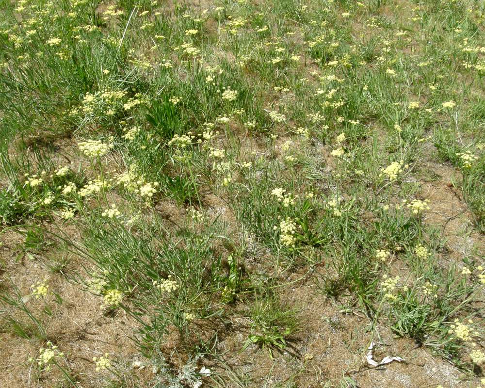 Habitat<br>(Location of Picture: Creston, Washington, 2016)