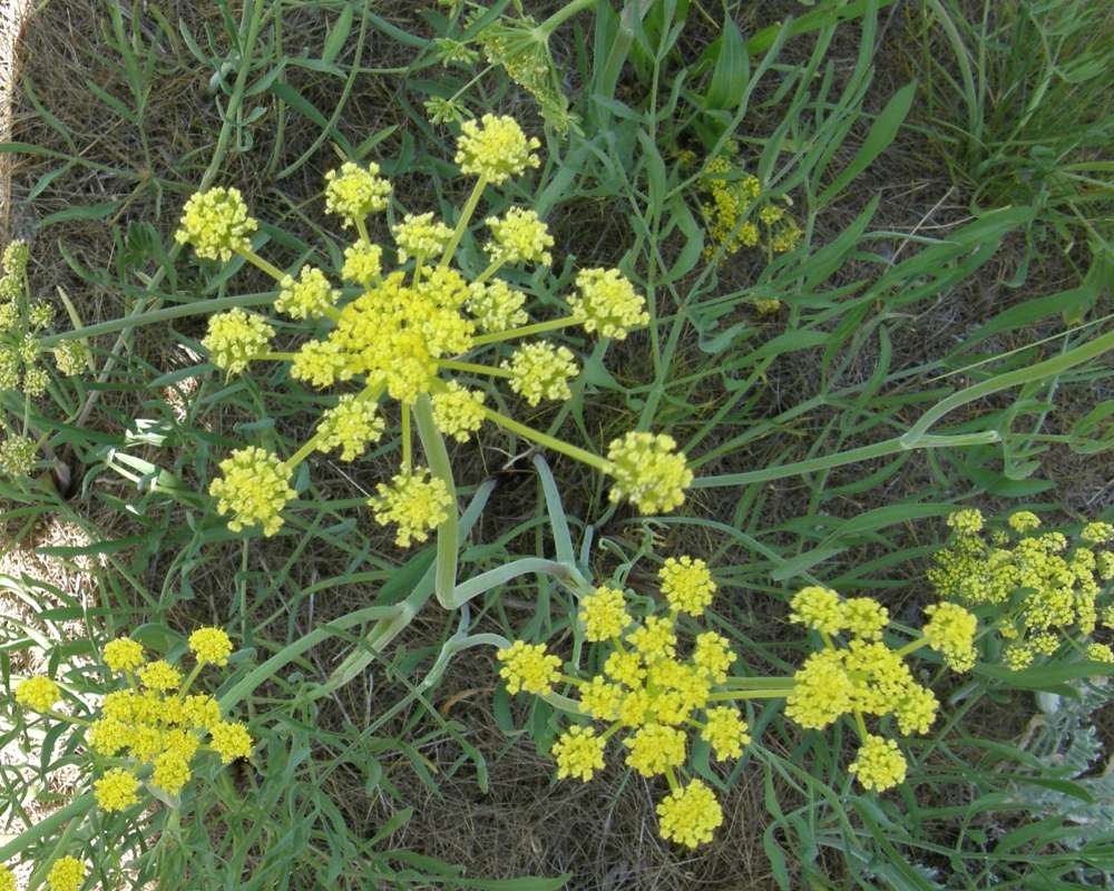 Umbels<br>(Location of Picture: Creston, Washington, 2016)