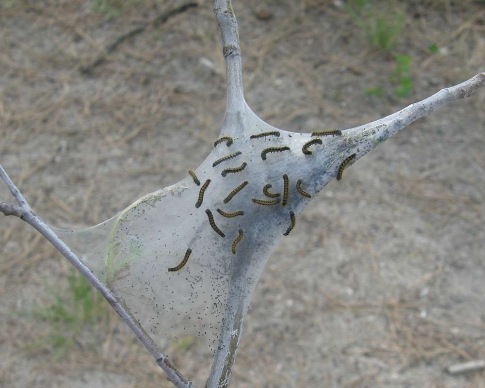 Habitat View<br>(Location of Picture: Summit Lake, Waashington, 2016)