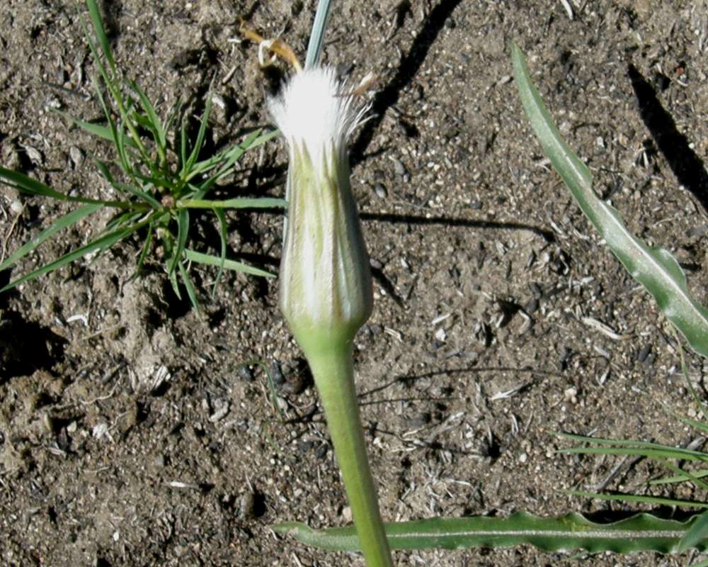Seed Head<br>(Location of Picture: Okanogan, Washington, Spring 2016)