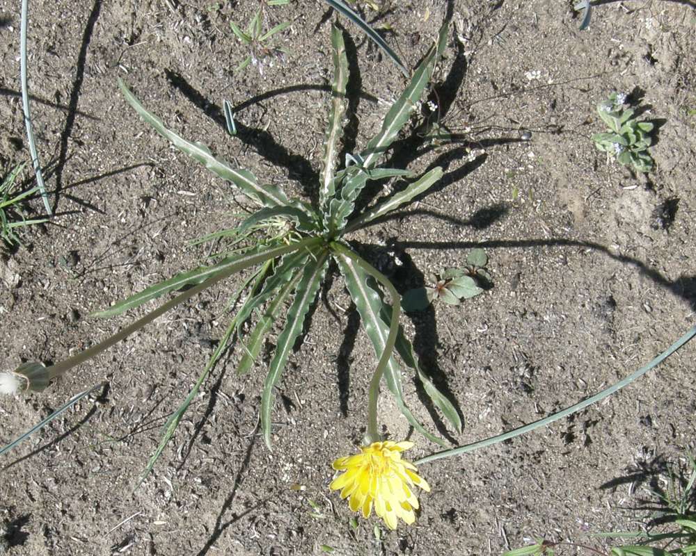 Silhouette<br>(Location of Picture: Okanogan, Washington, Spring 2016)