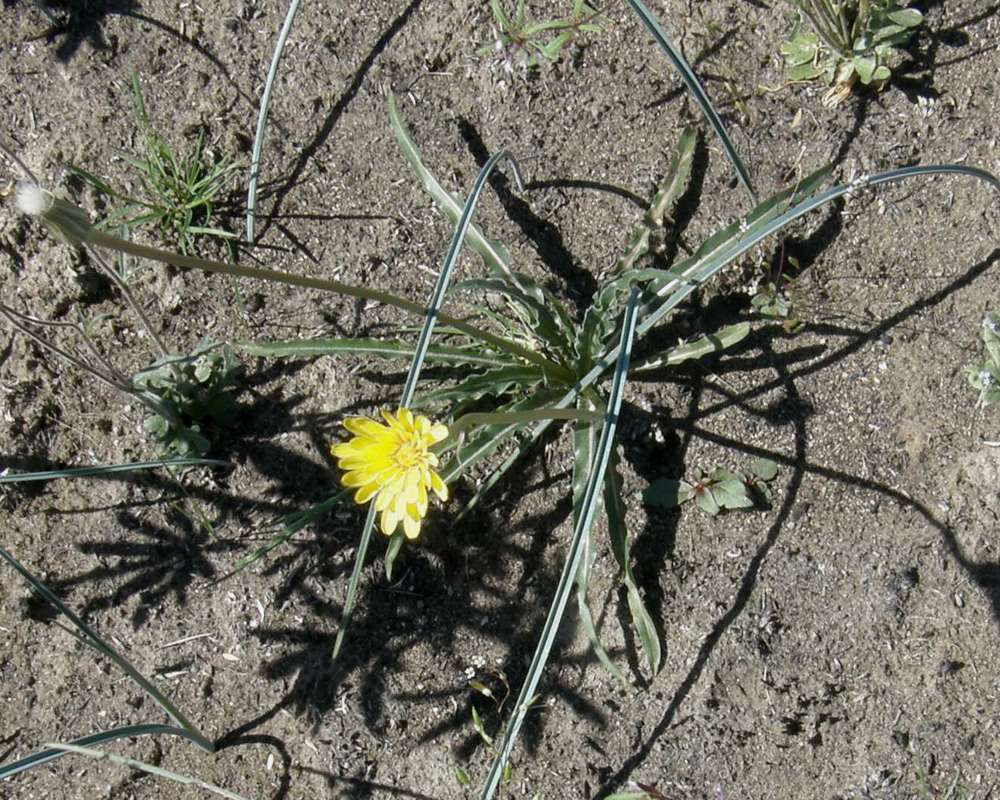 Habitat View<br>(Location of Picture: Okanogan, Washington, Spring 2016)
