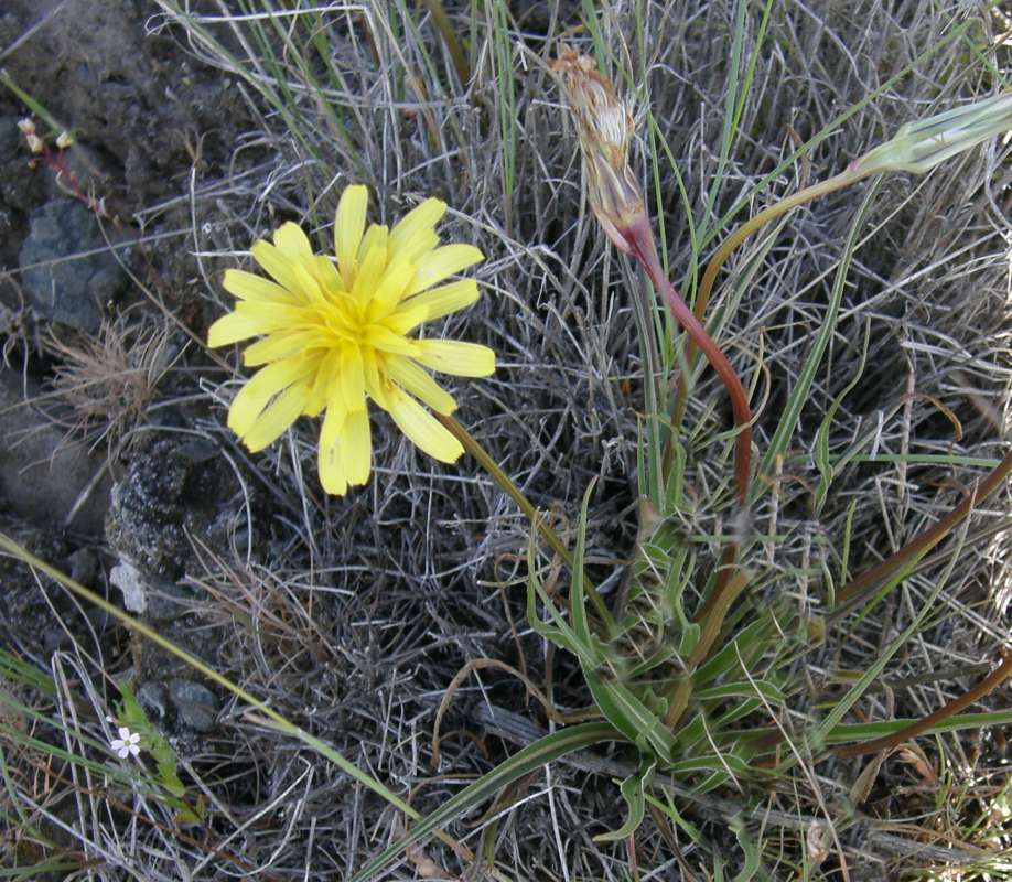 Flower - Close View<br>(Location of Picture: Finch, Spokane, Washington, 2016)