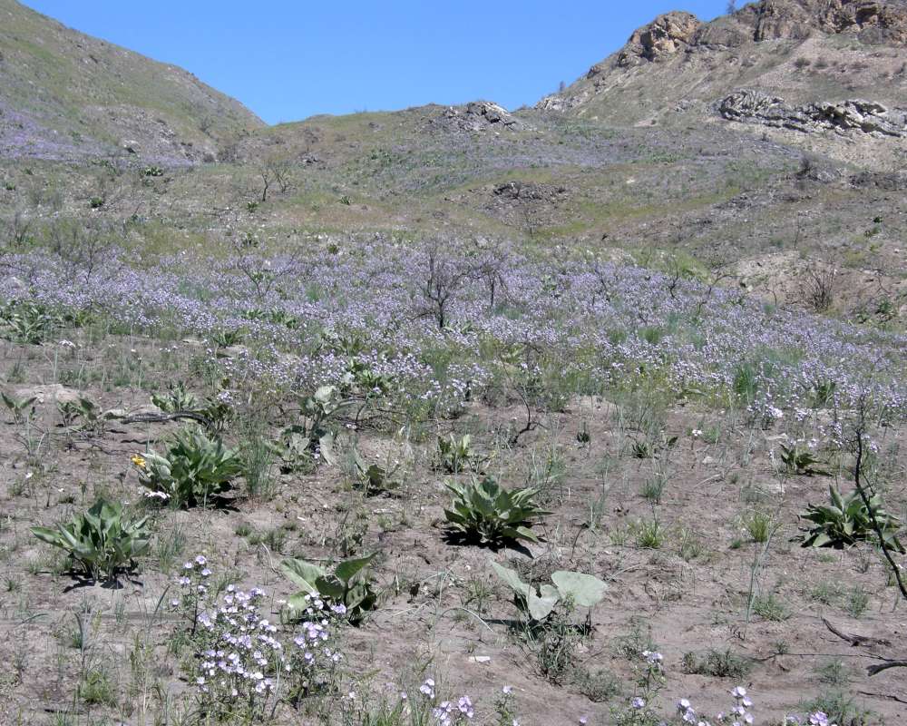 Desert Habitat<br>(Location of Picture: Creston, Washington, USA, 2016)