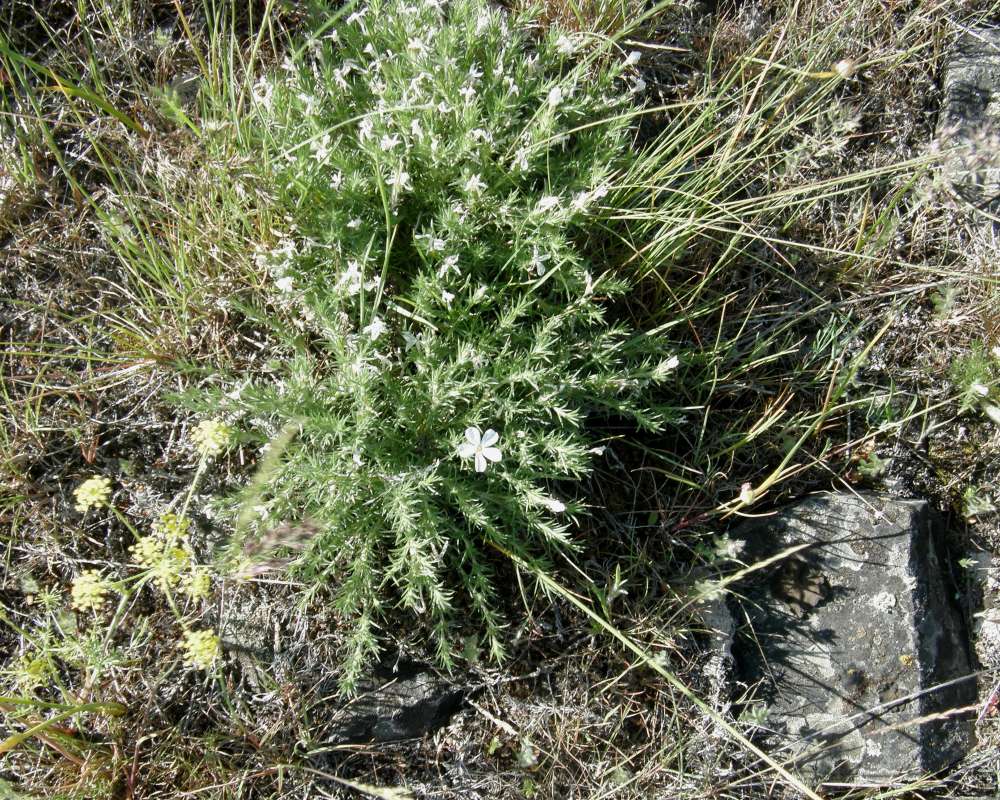 Habitat View<br>(Location of Picture: Creston, Washington, USA, 2016)