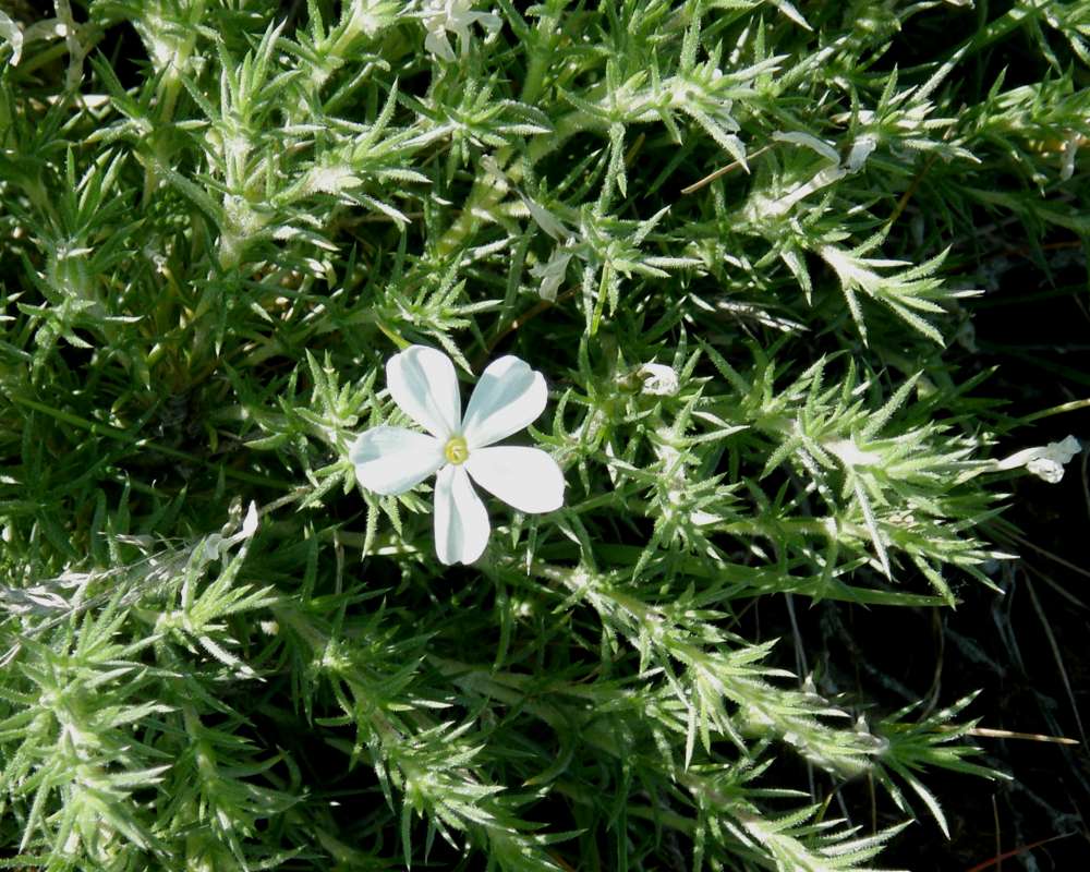 Flower<br>(Location of Picture: Creston, Washington, USA, 2016)