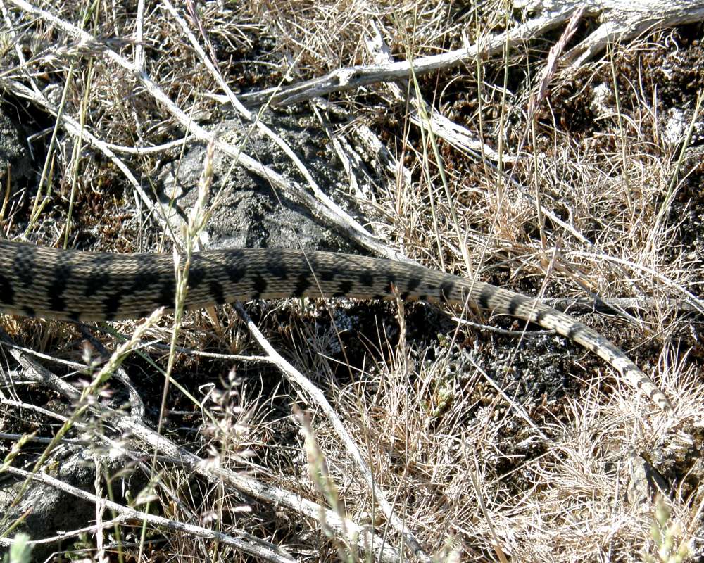 Tail Pattern View<br>(Location of Picture: Creston, Washington, USA, 2016)