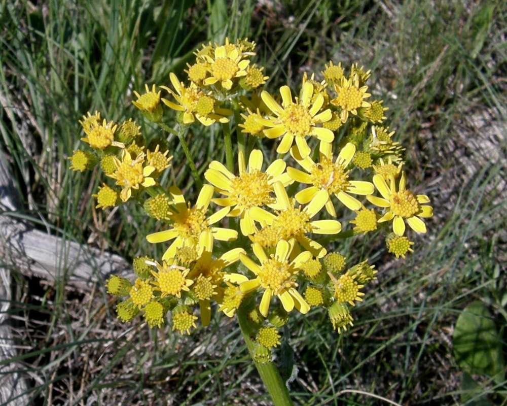 Top of Plant in Bloom<br>(Location of Picture: Goose Lake, Washington, 2016)