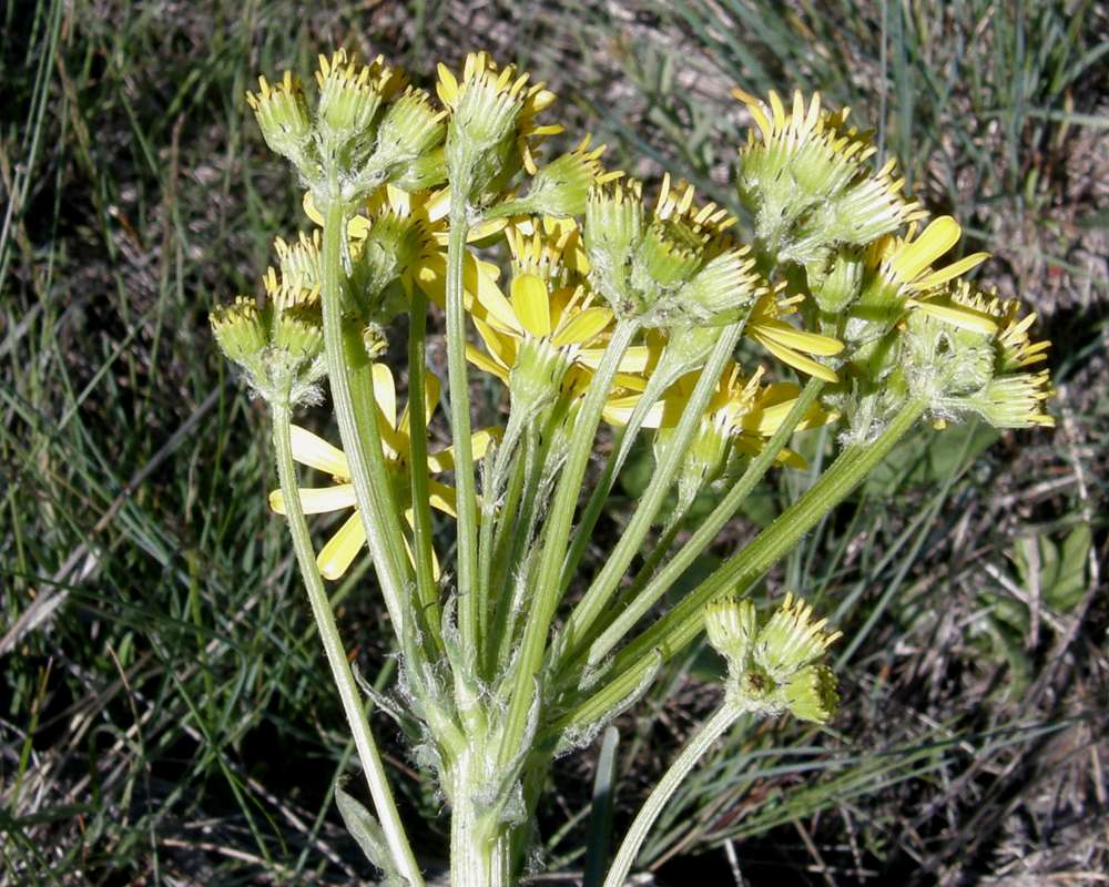 Side View Top of Plant in Bloom<br>(Location of Picture: Goose Lake, Washington, 2016)