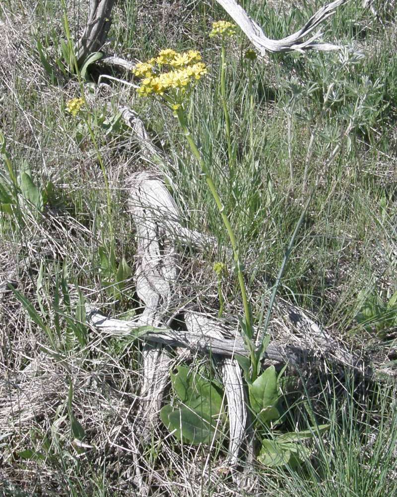 Silhouette<br>(Location of Picture: Goose Lake, Washington, 2016)