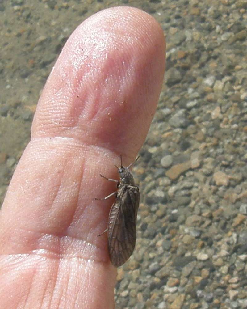On Finger - Angle View<br>(Location of Picture: Omak Lake, Washington, USA,  2016)