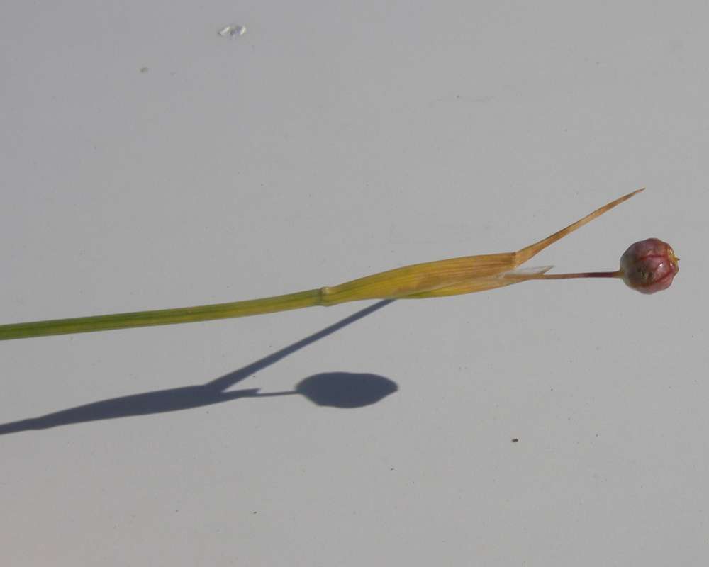 Seed Pod<br>(Location of Picture: Crston, Washington, USA, 2016)