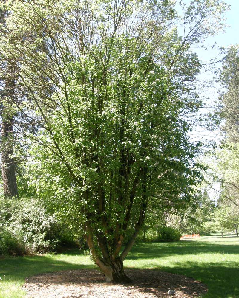 Silhouette<br>(Location of Picture: Finch, Spokane, Wa., USA, 2016)