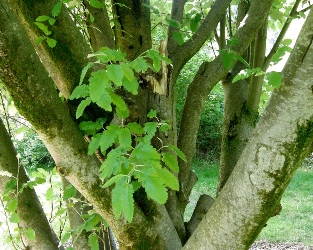 Branches<br>(Location of Picture: Finch, Spokane, Wa., USA, 2016)
