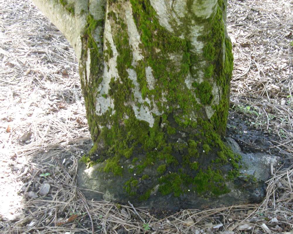 Trunk-Bark<br>(Location of Picture: Finch, Spokane, Wa., USA, 2016)