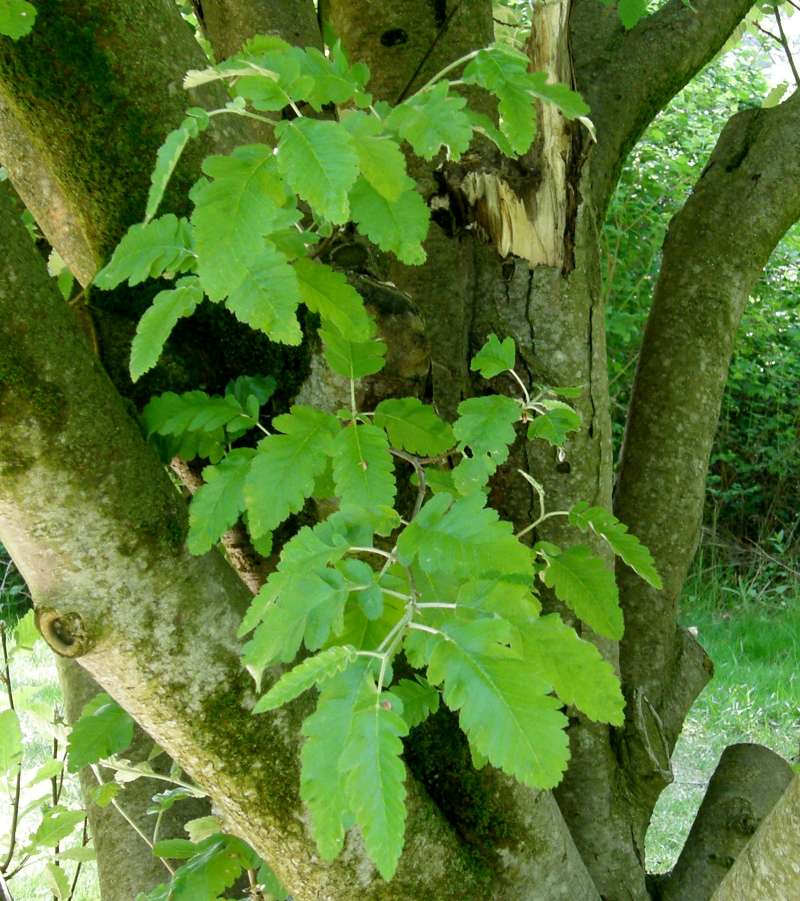 Leaves<br>(Location of Picture: Finch, Spokane, Wa., USA, 2016)