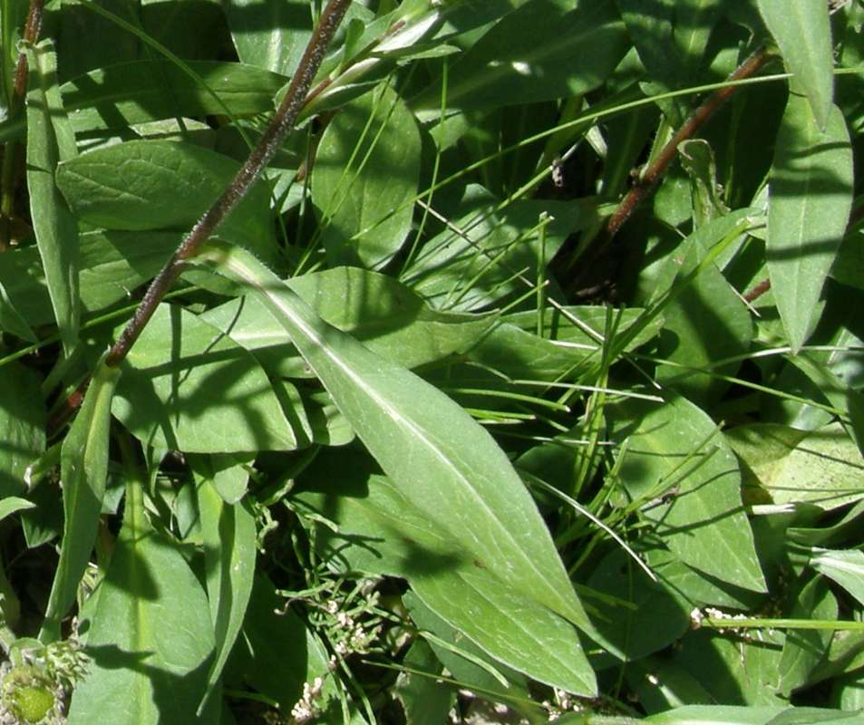 Leaf<br>(Location of Picture: Okanogan, Wa., USA, 2016)