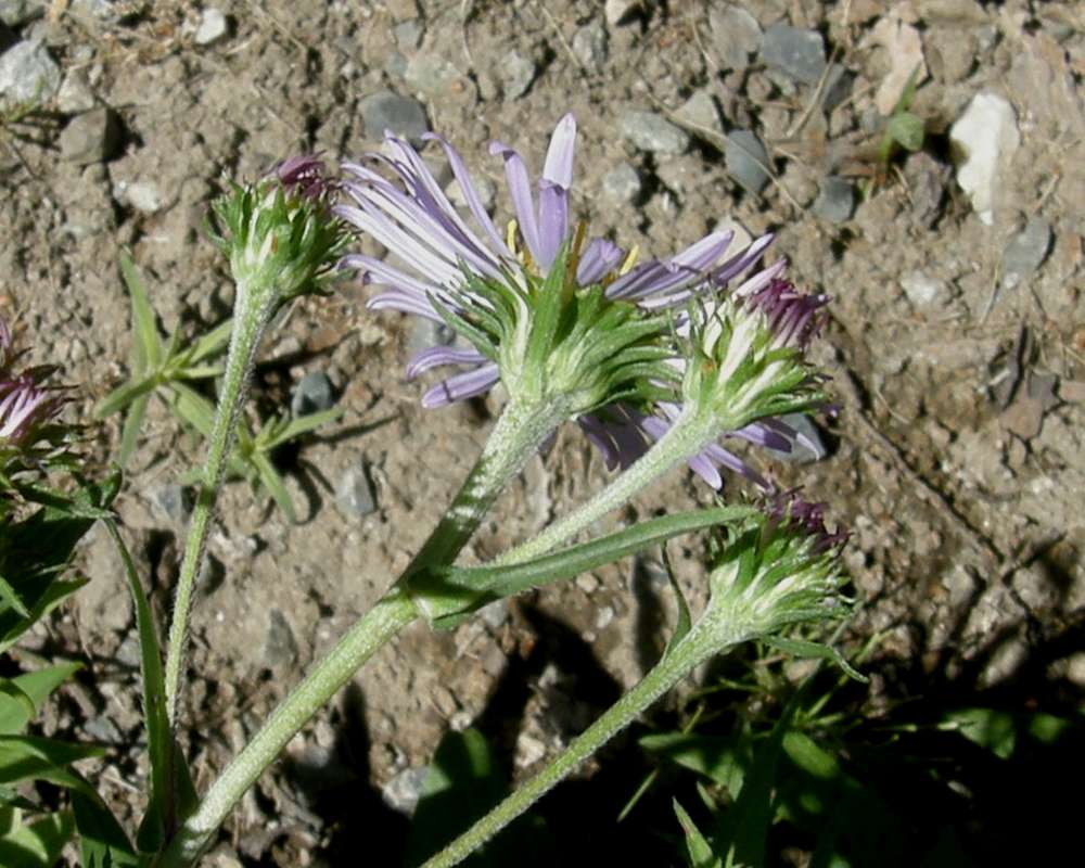 Flower - Rear View<br>(Location of Picture: Okanogan, Wa., USA, 2016)