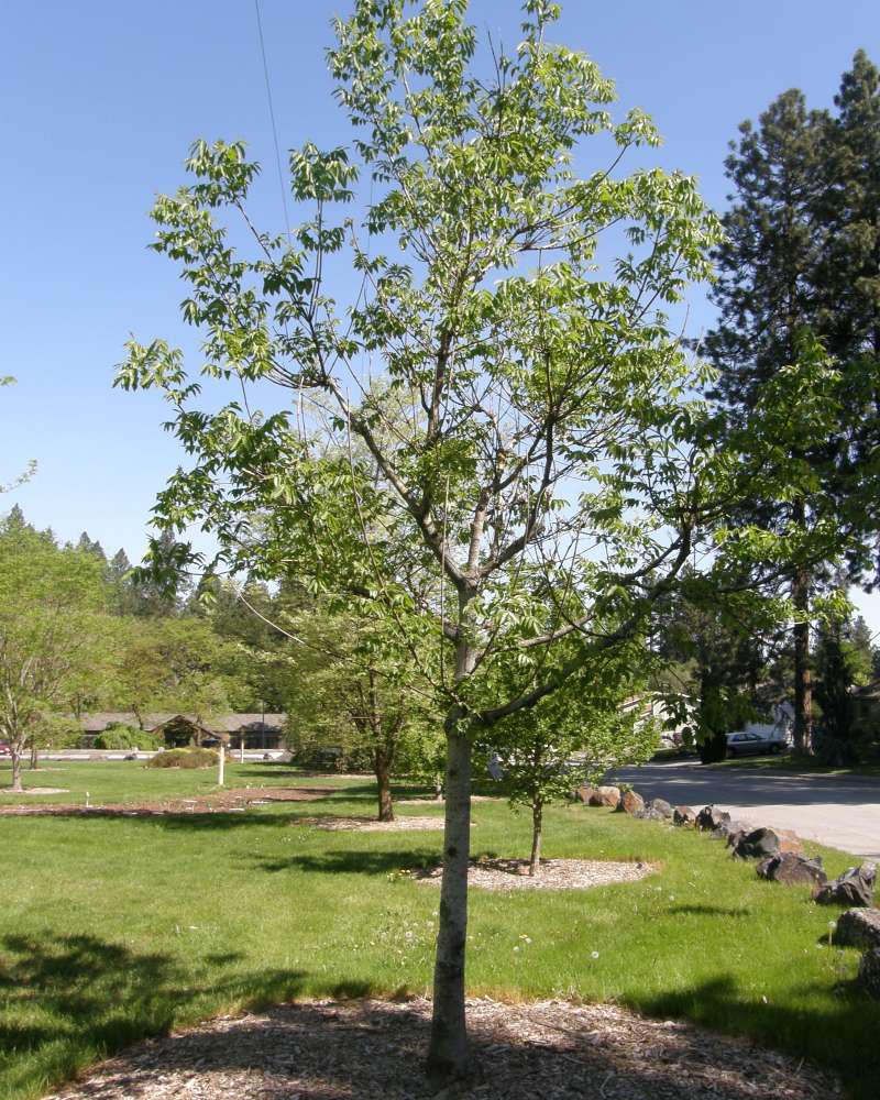 Silhouette<br>(Location of Picture: Finch, Spokane, Wa., USA, 2016)