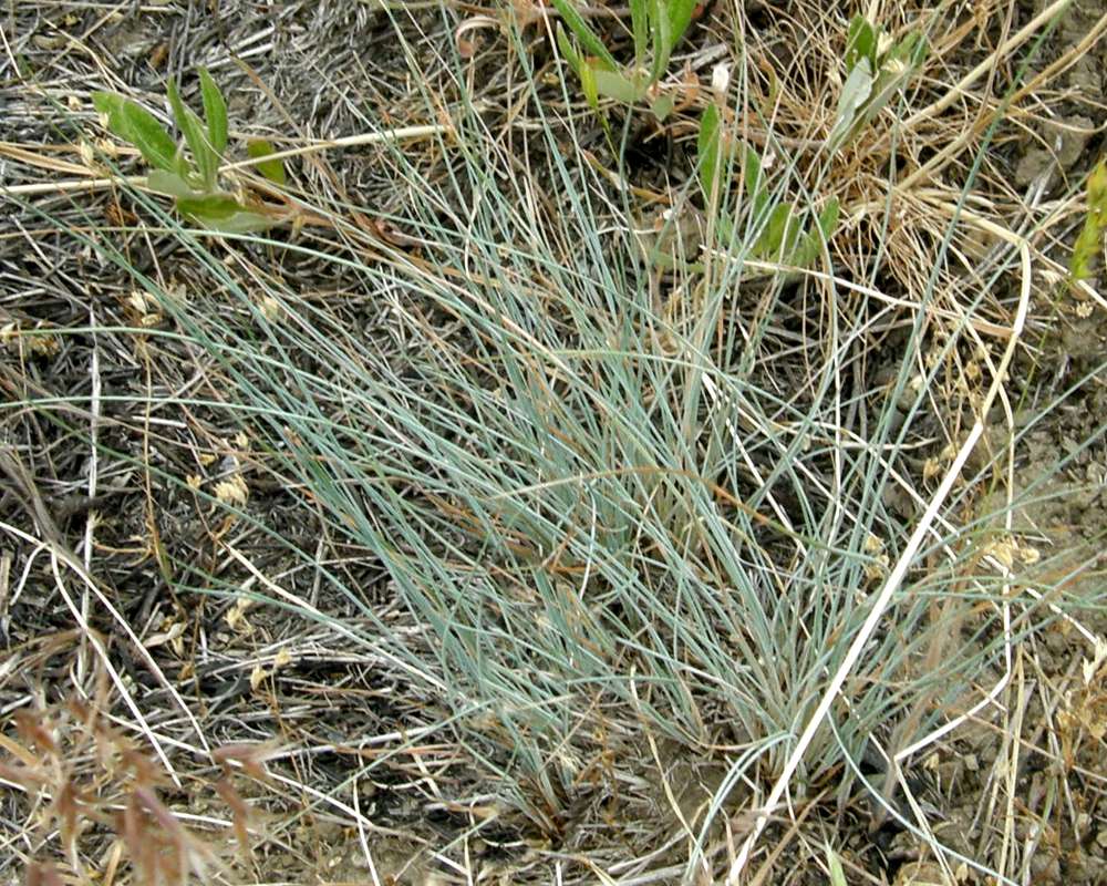 Young Plants<br>(Location of Picture: Leader Lake, Washington, USA, 2016)