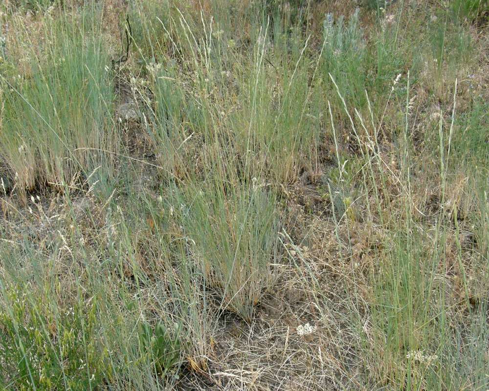 Habitat View<br>(Location of Picture: Leader Lake, Washington, USA, 2016)